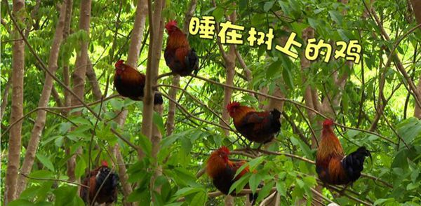 ˯ϵɽؼҵСţ