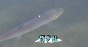 ˹ʨͷ찲׳סͭΧ