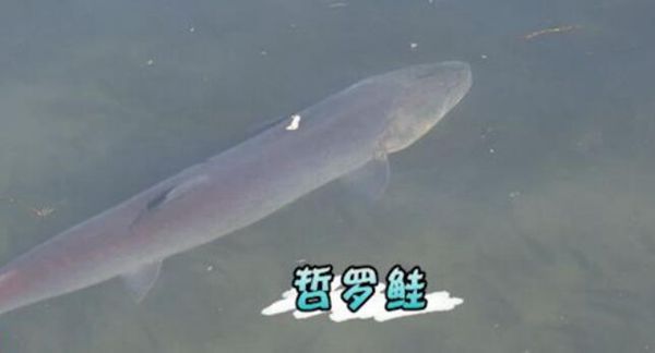 ˹ʨͷ찲׳סͭΧ