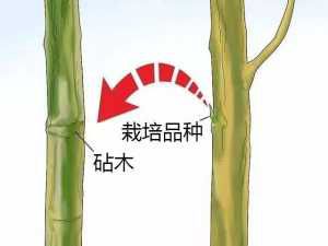 ޽ԭ˼򵥹޽ӵķͲ