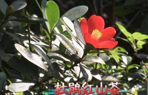 ȨĲ軨ļ
