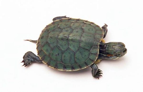 ڹʲôô