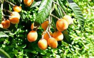 ҪƷʺý࣬ڿѧǹؼ