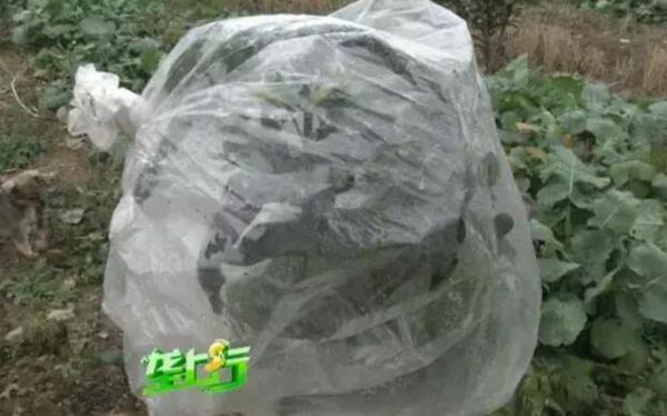 ô죿ר