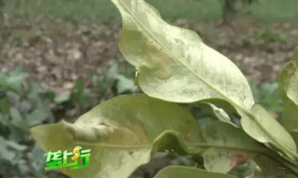 ô죿ר