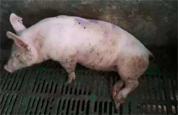 ļķ