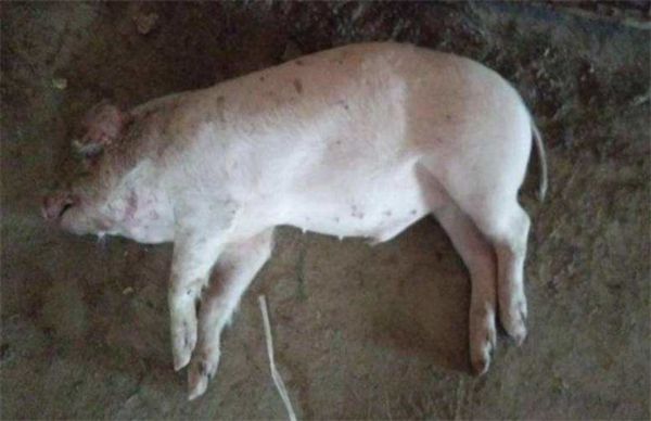 ļķ