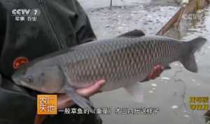 ʢֳ飨㣩ݳǧ