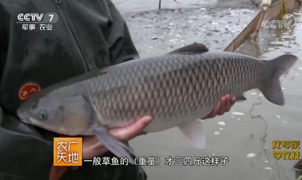 ʢֳ飨㣩ݳǧ