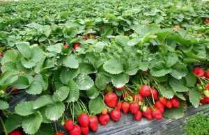 òݮݮ